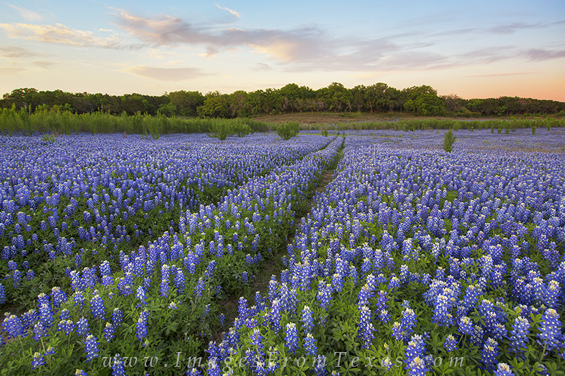 A narrow path of worn tracks cuts through a beautiful field of bluebonnets near Lake Travis on the edge of the Texas Hill Country...