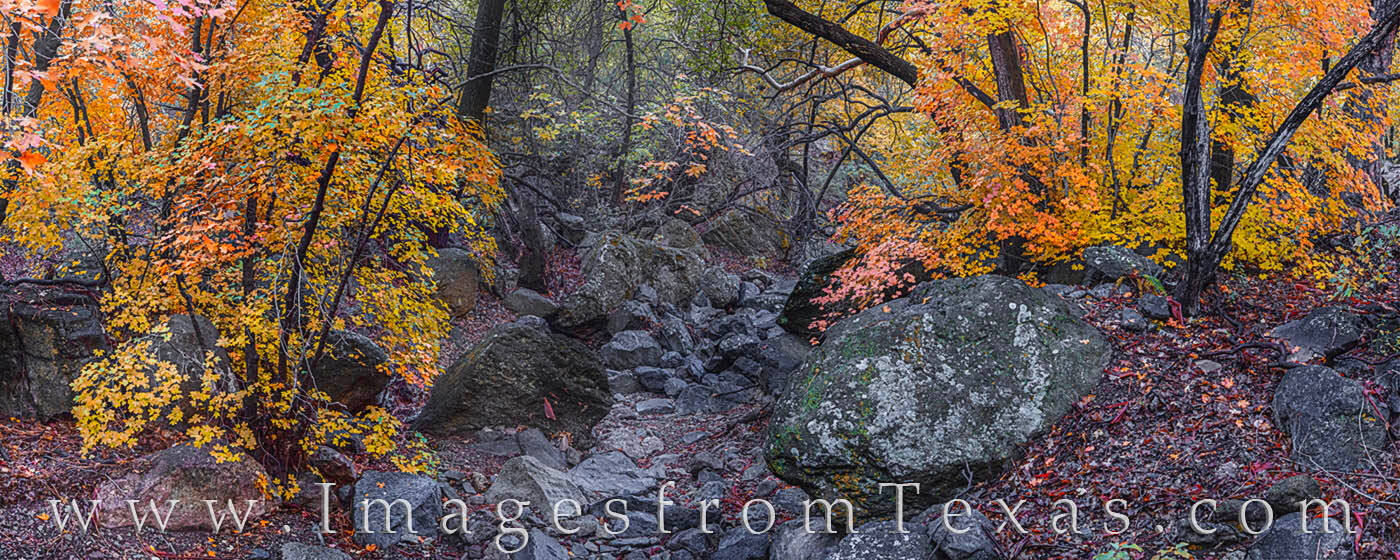 Deep into Pine Canyon, this dry creek bed opporunity to create a panaroma showing the fall colors of this cool November morning...