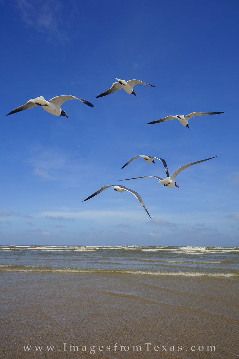 Seagulls coast along the sand beach at Port Aransas. Taken against a blue summer sky, these birds seemed free and undeterred...