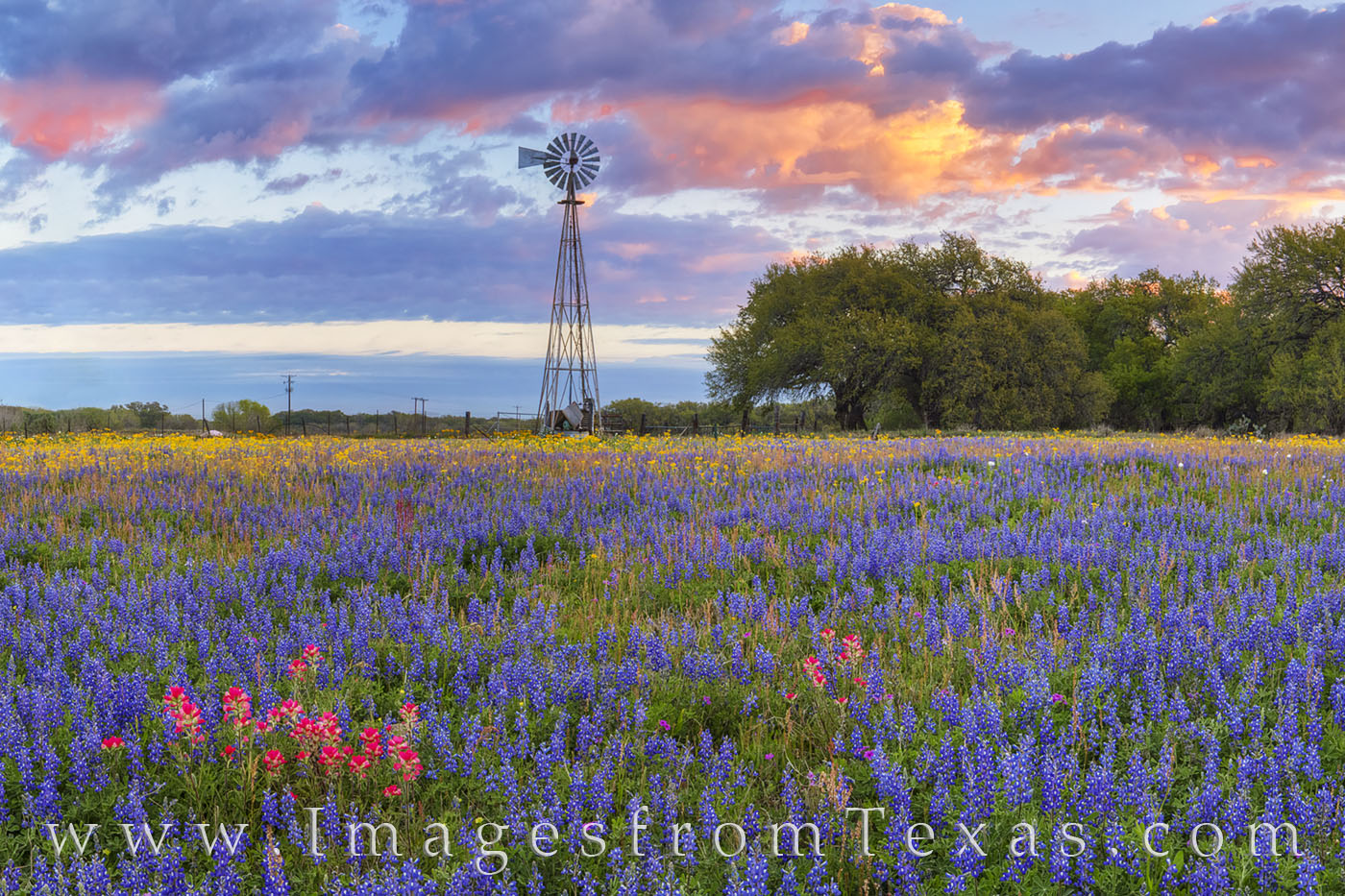 A patch of red Indian Paintbrush nestles in a larger field of bluebonnets in a field south of San Antonio. This spring morning...