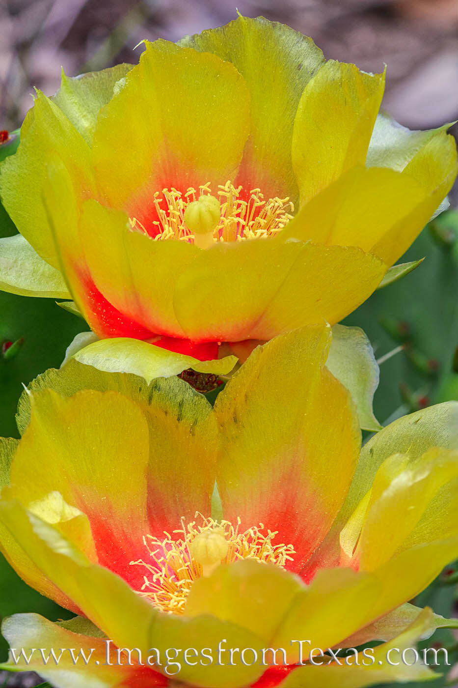 On a cool spring morning in late April, the golden blooms of prickly pear cacti begin to appear in the Texas Hill Country.
