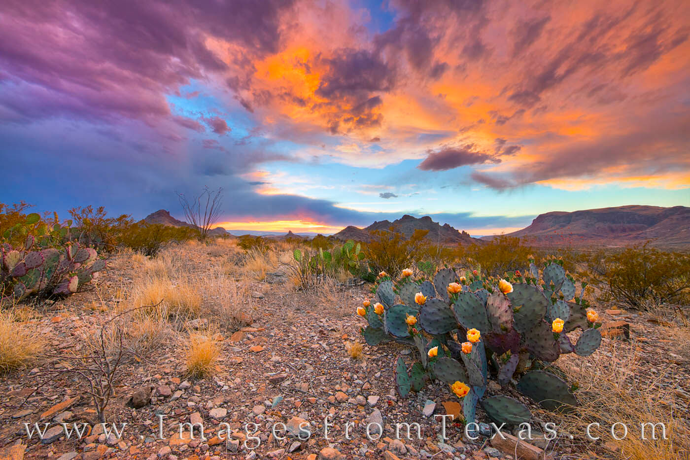 Storm clouds gave way to amazing light in the evening sky on this evening in Big Bend National Park. The prickly pear cacti were...