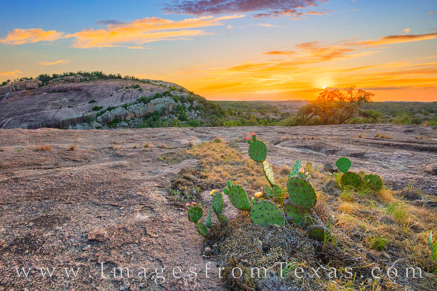 Prickly Pear cacti show off their summer booms in Enchanted Rock State Natural Area in the Hill Country.