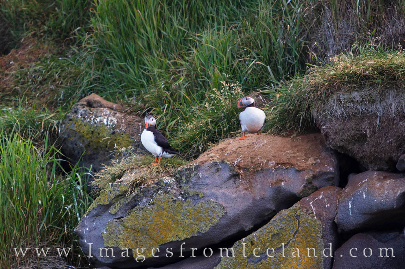 On a small island off the coast of west Iceland, puffins take a break on a rock after foraging for food.