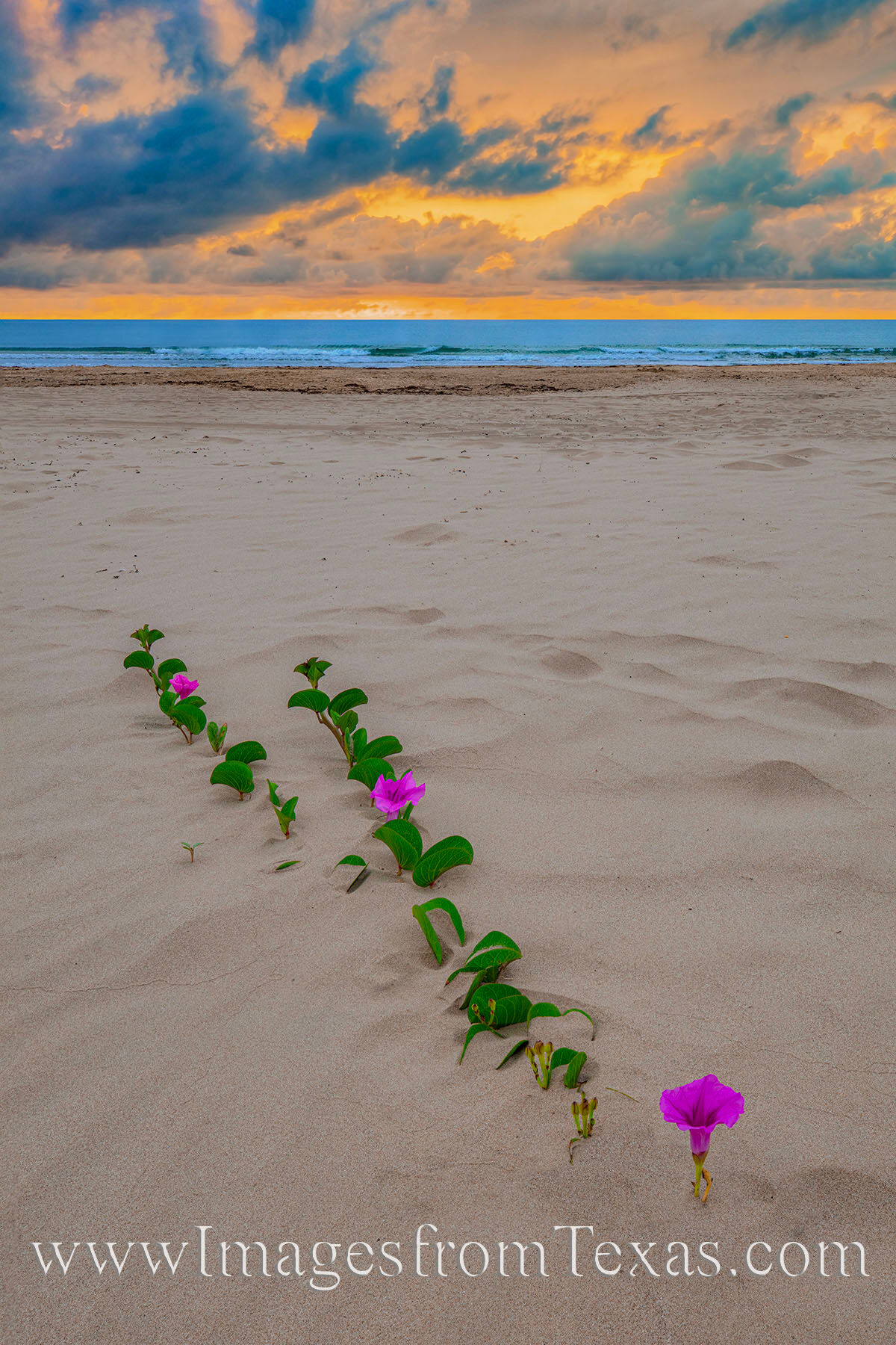 I arrived well before sunrise at a remote beach on South Padre Island. However, I had to wait for a while for these morning glories...
