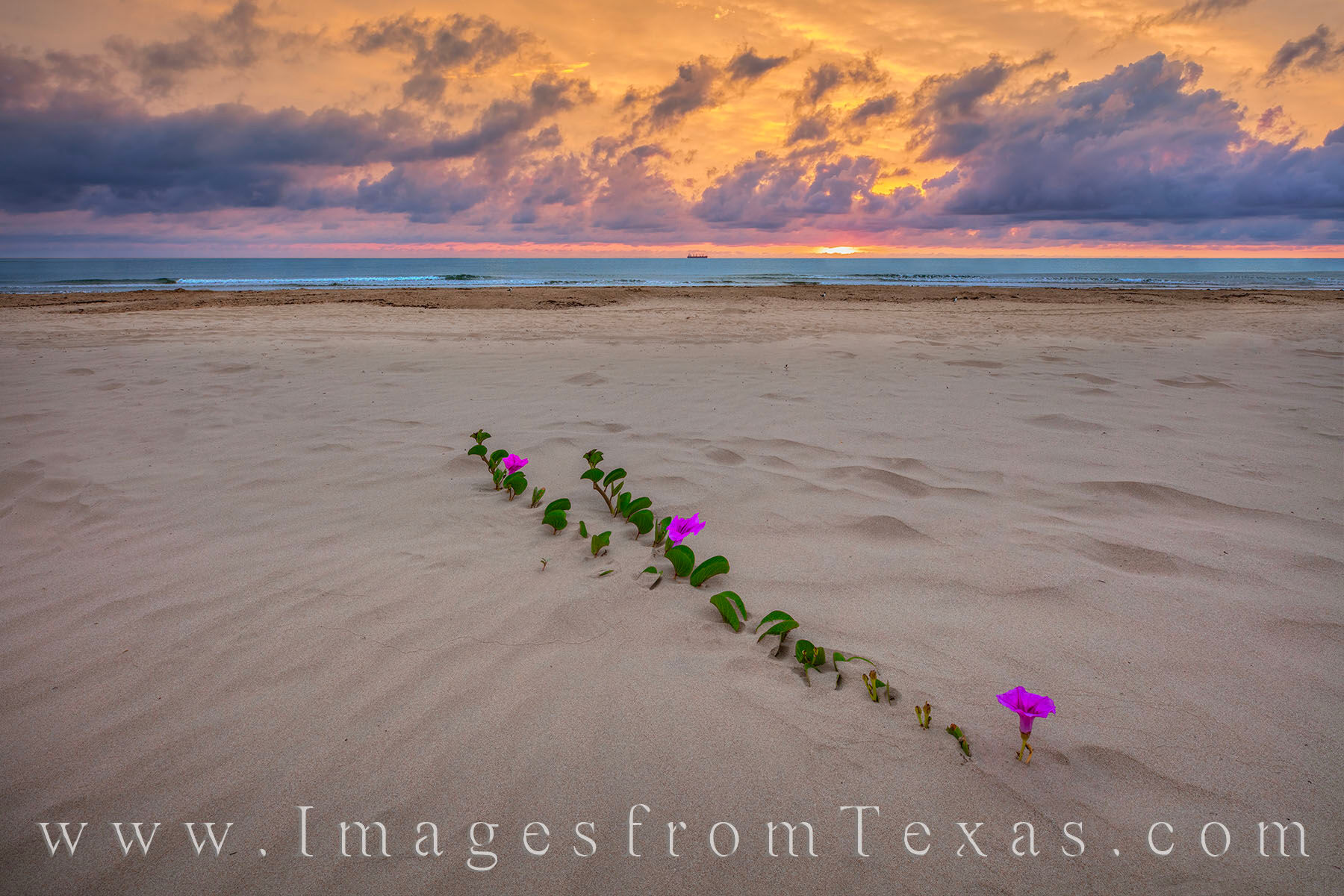 A morning glory vine reaches toward the ocean in this beach photograph fro South Padre Island. Taken on a warm and humid June...