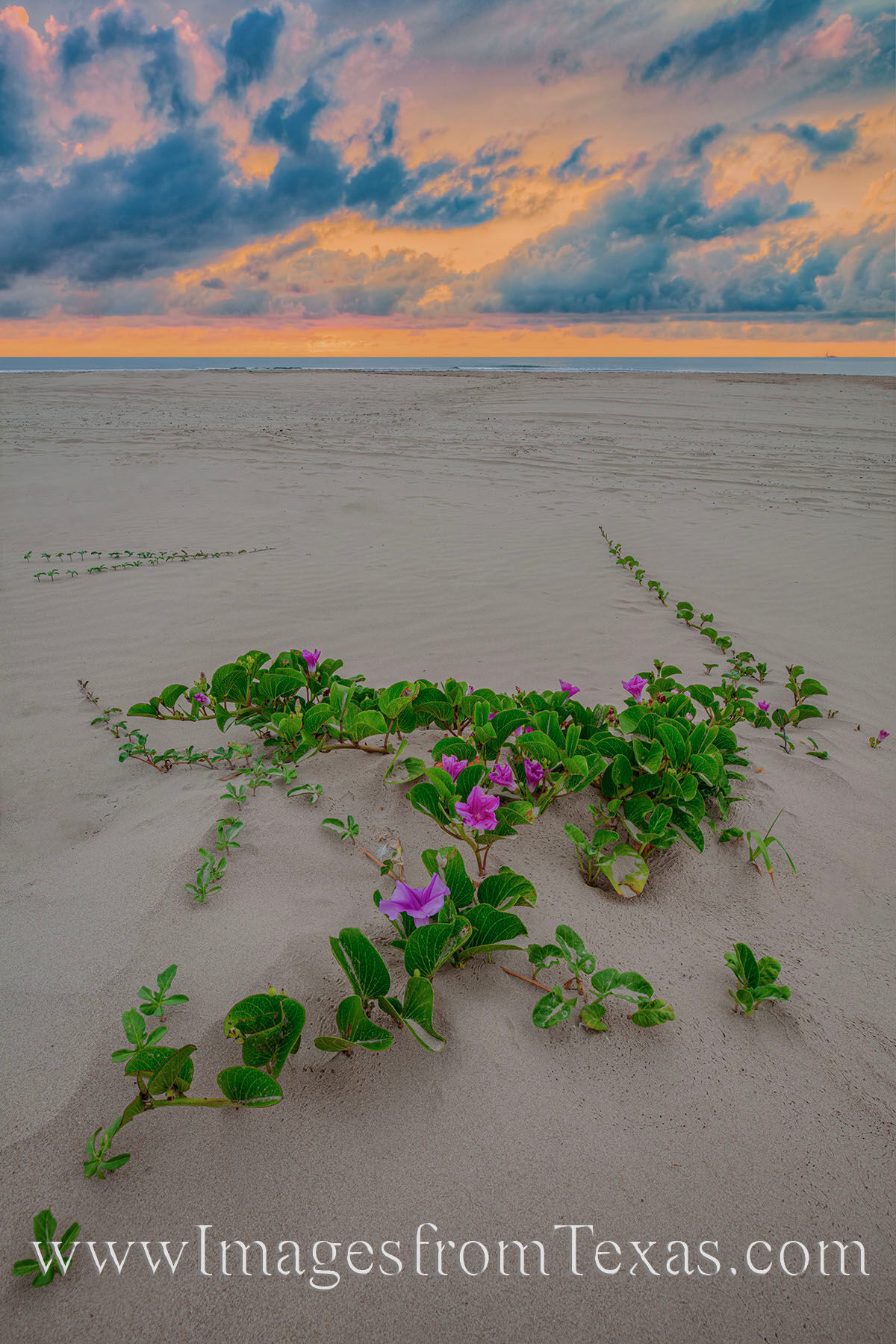 Pink blooms of morning glory vines spread out across the sands of South Padre Island on a summer morning.