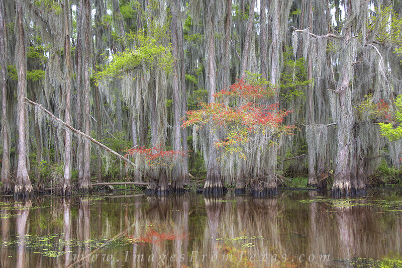 Scenes like this abound at Caddo Lake in east Texas. When the winds are calm, the reflections of cypress in the brackish water...