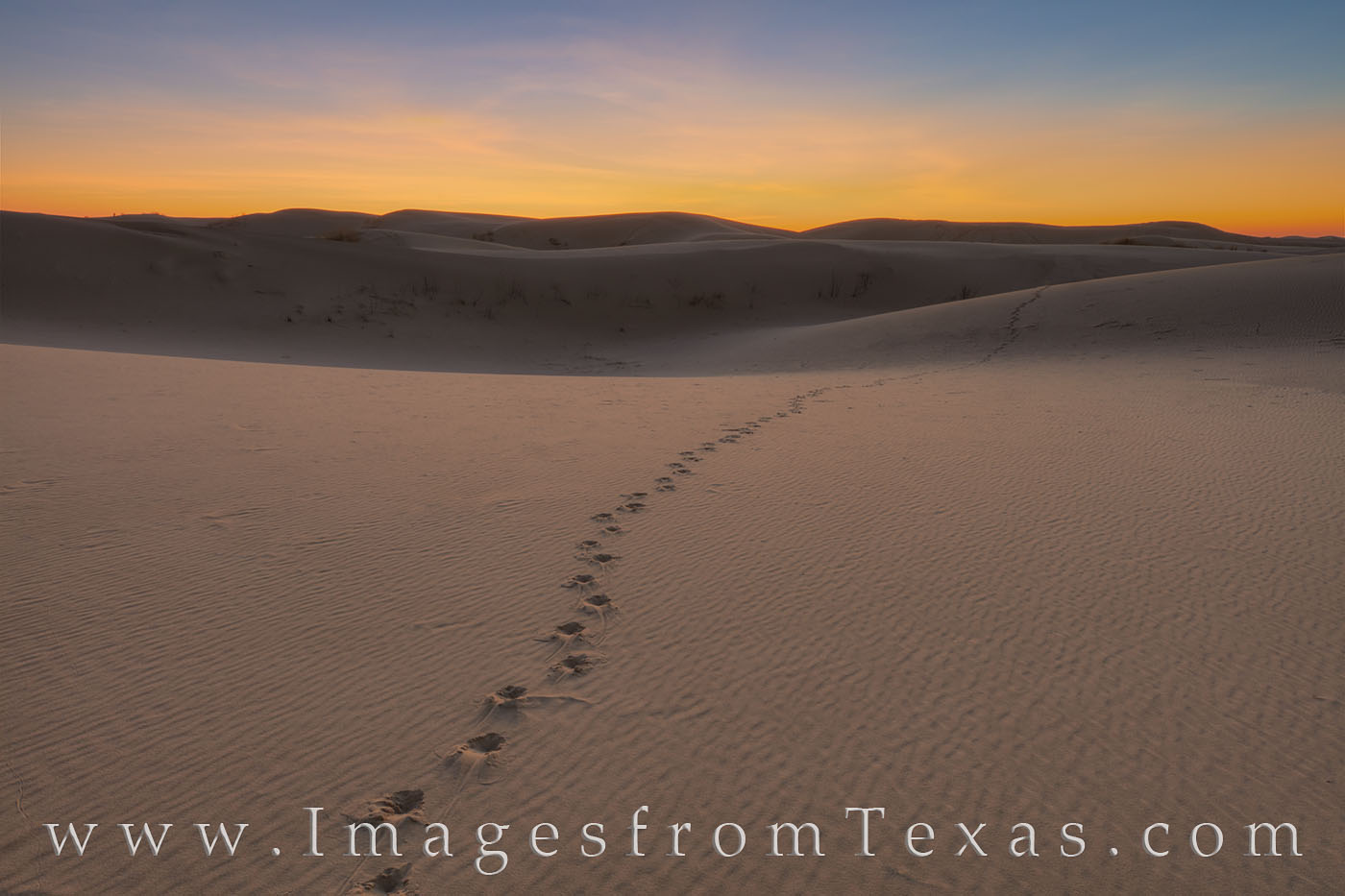 Tracks across the sand, perhaps from a Sandhills coyote, lead into the eastern sky where sunrise awaits. At times like this when...