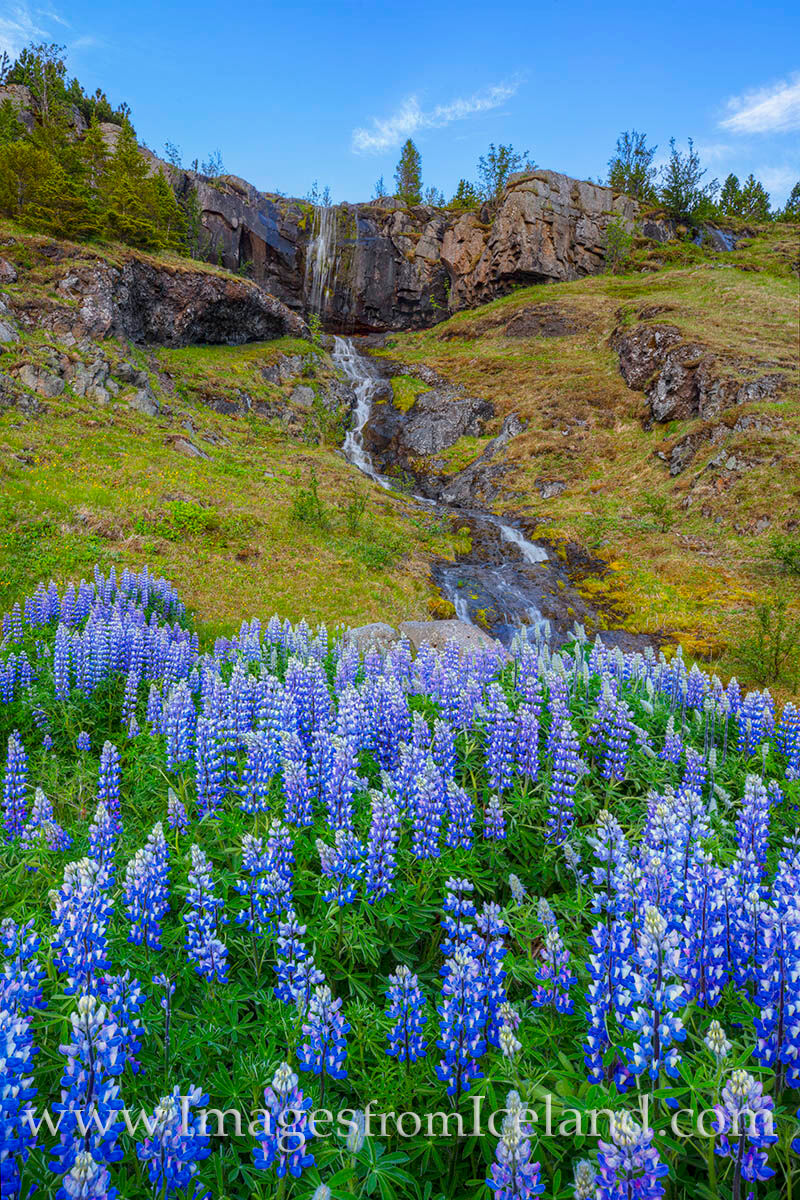While exploring some of the dirt roads around Seydisfjördur, I came across this little unnamed waterfall surrounded by Lupine...