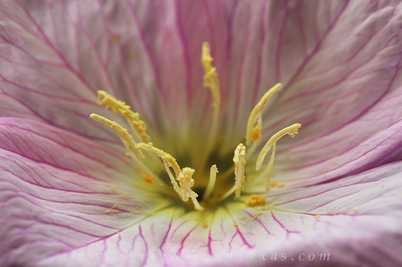 Details of the showy primrose show the pinks of the petals and the pollen of the stamen. This wildflower often shows up in praries...