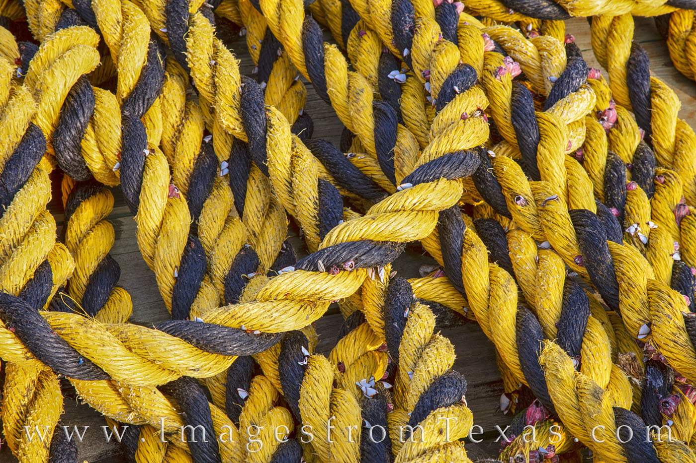 Along a dock in Port Isabel, small periwinkles cover a black and yellow rope. Floating in the harbor next to this dock was a...