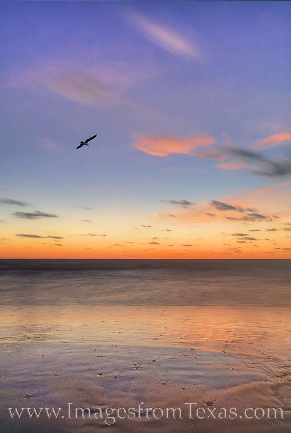 On a beautiful morning from South Padre Island, seagulls drifted overhead in the morning breeze. This image is a composite, as...