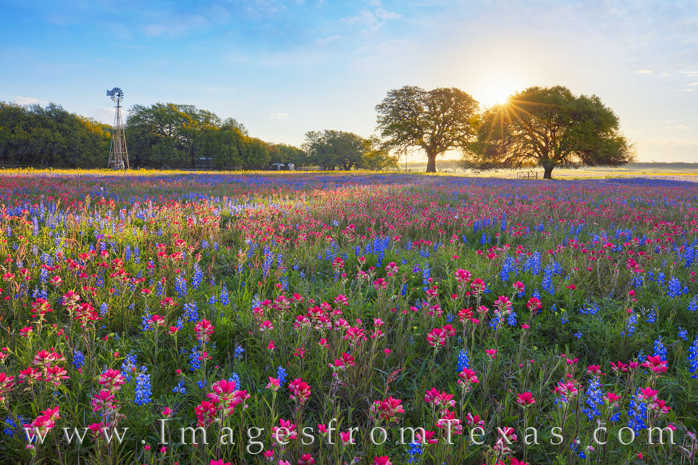 bluebonnets, sunrise, paintbrush, poteet, Atascosa county, south texas, wildflowers, ranch, spring, march, morning, windmill