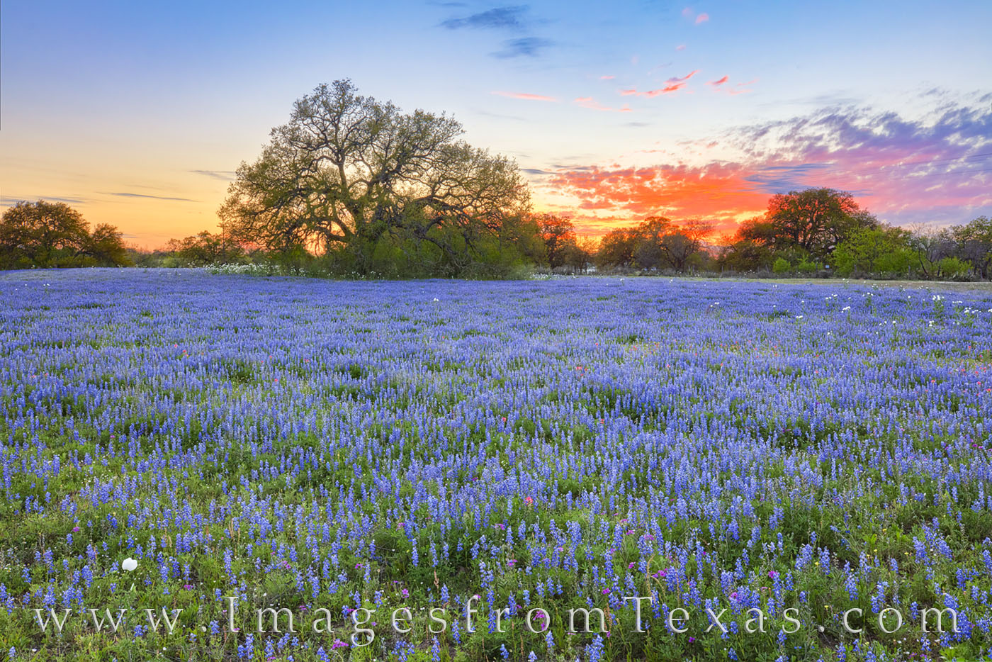 Sunset south of San Antonio brough beautiful orange and blue to a bluebonnets landscape on this warm March evening. All was quiet...