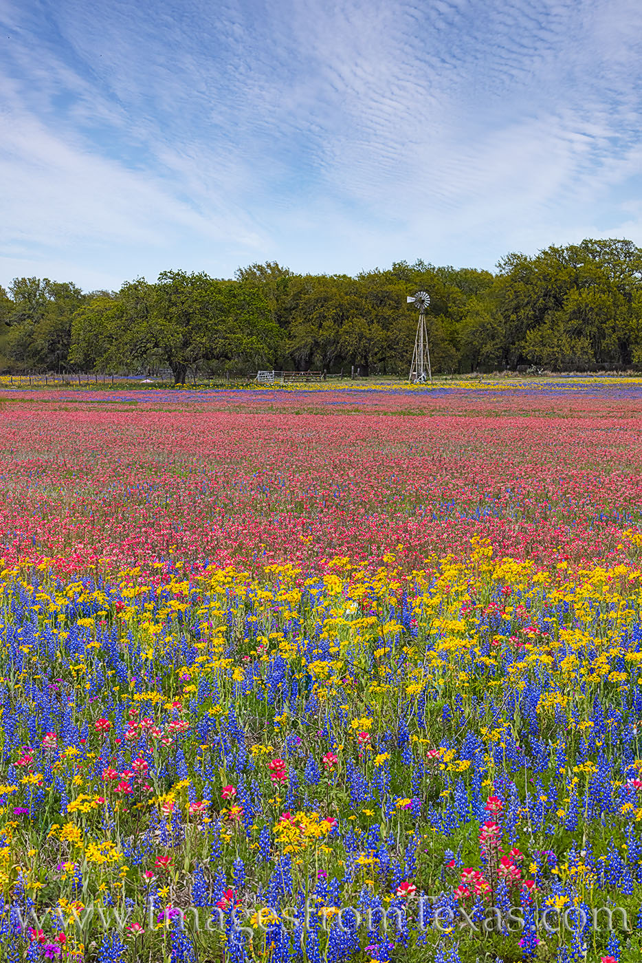A windmill stands in a field of colorful Texas wildflowers just north of Poteet, Texas. Made up of bluebonnets, Indian Paintbrush...