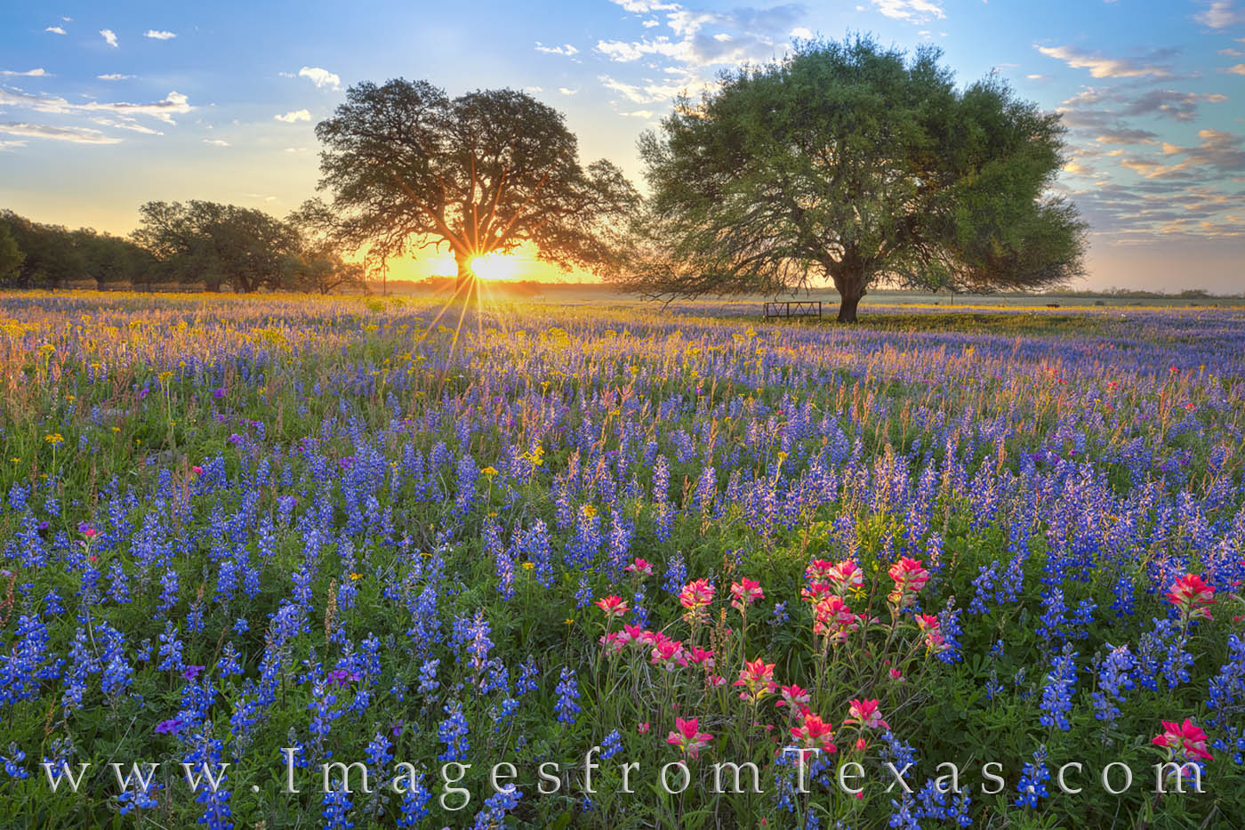 On a cold March morning, a field of bluebonnets and Indian paintbrush begins to warm as the first light of sunrise streams across...