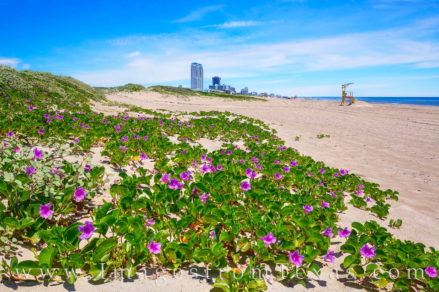 With the modest skyline of South Padre rising from the dunes, pink and violet blooms of Morning Glories slide down the sandy...
