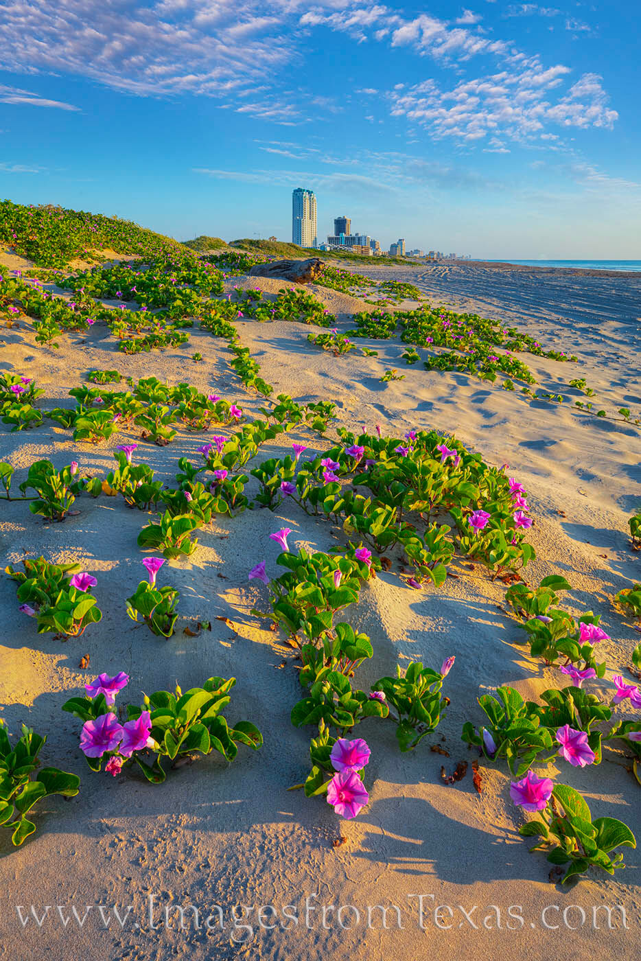 South Padre Island's skyline rises from the sand dunes on a summer morning.