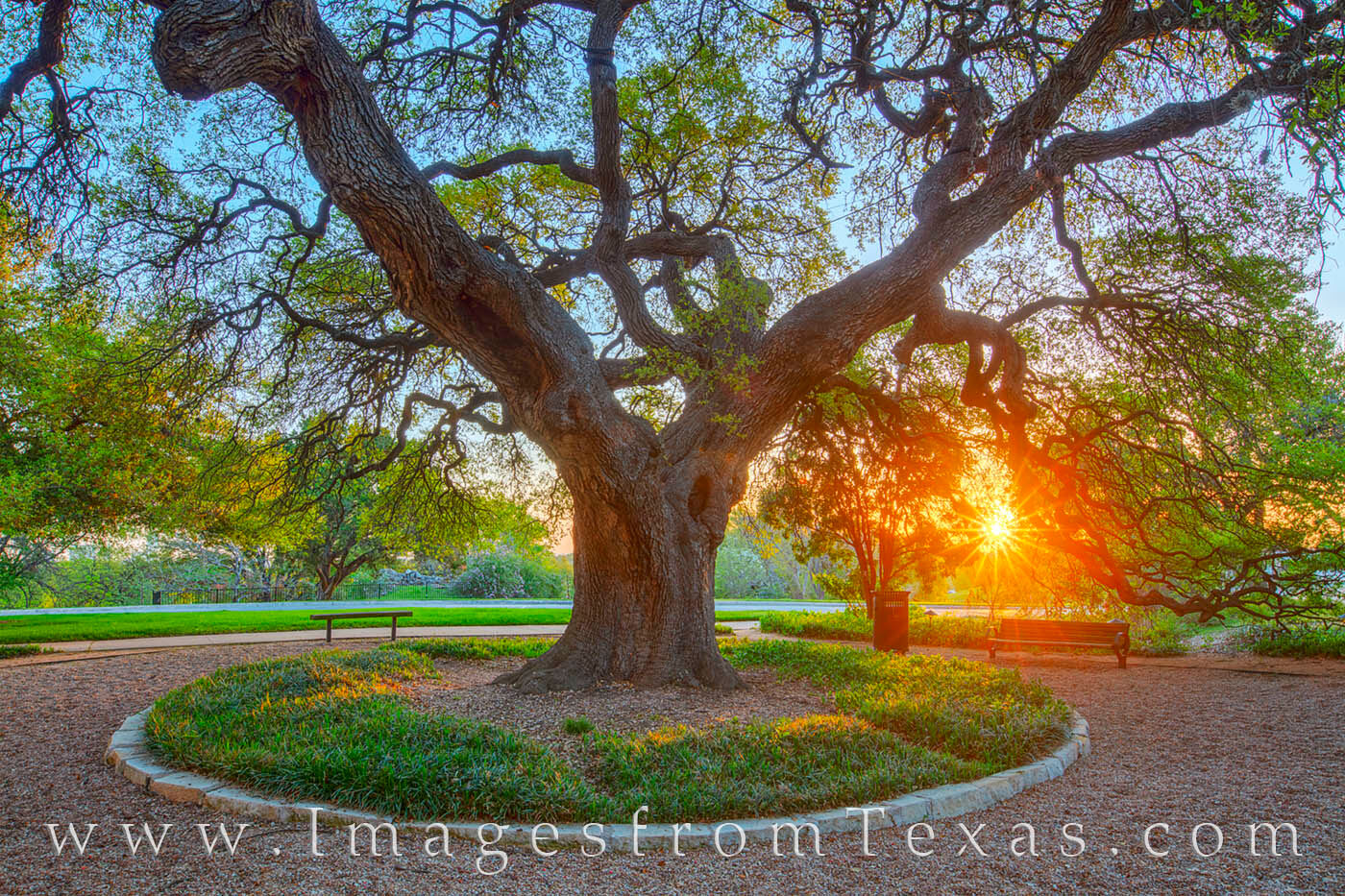 The first rays of morning sneak through the leaves of a beautiful old oak tree on the campus of St. Edward's University.