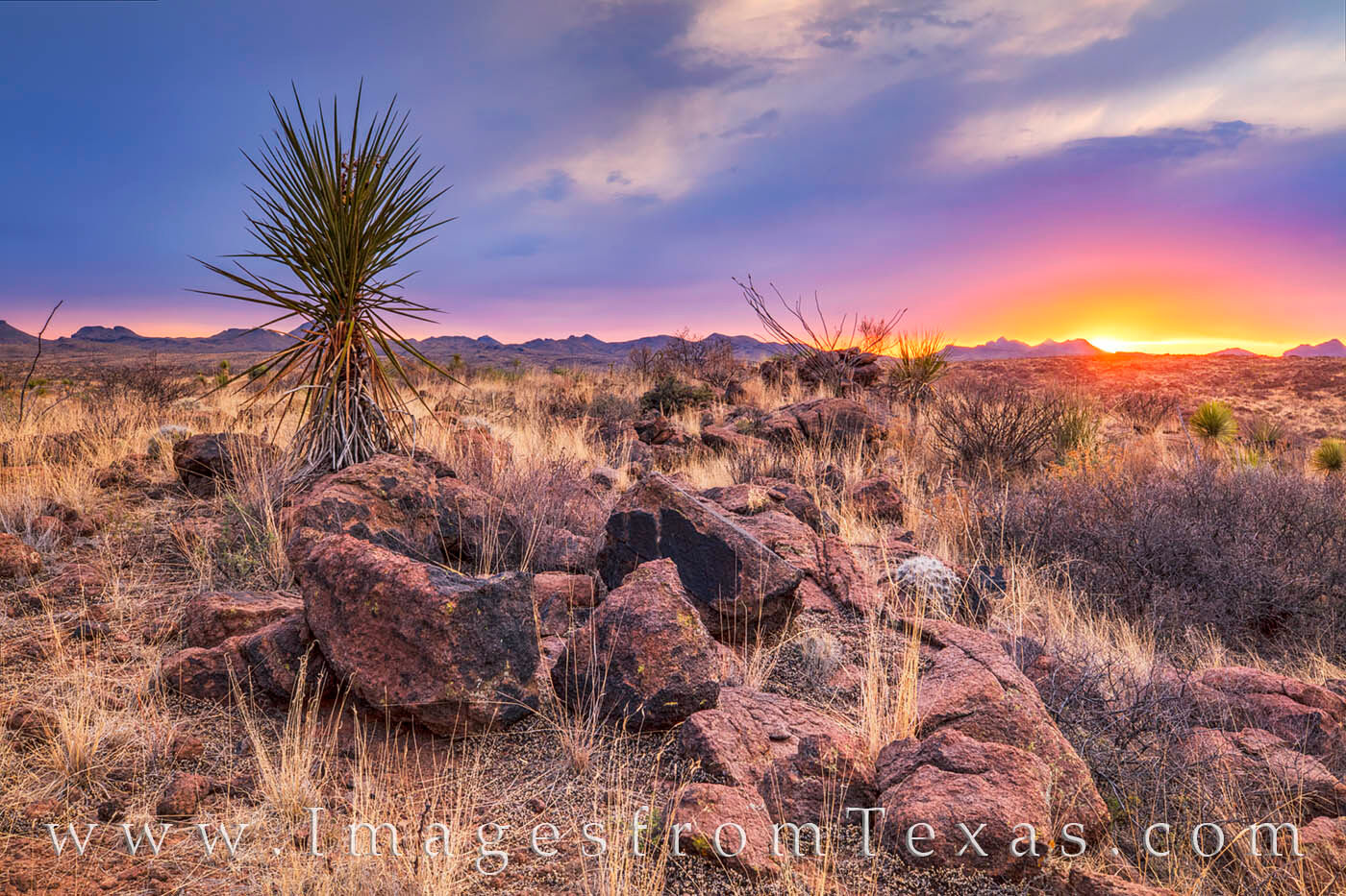 Sunset comes to the Chihuahuan Desert in Big Bend Ranch State Park on a warm spring evening. Here, a yucca stands tall in as...