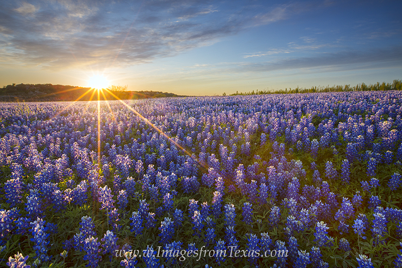 Looking back on a warm April evening, bluebonnets basked in the last sunlight of a beautiful April day. As far as this field...