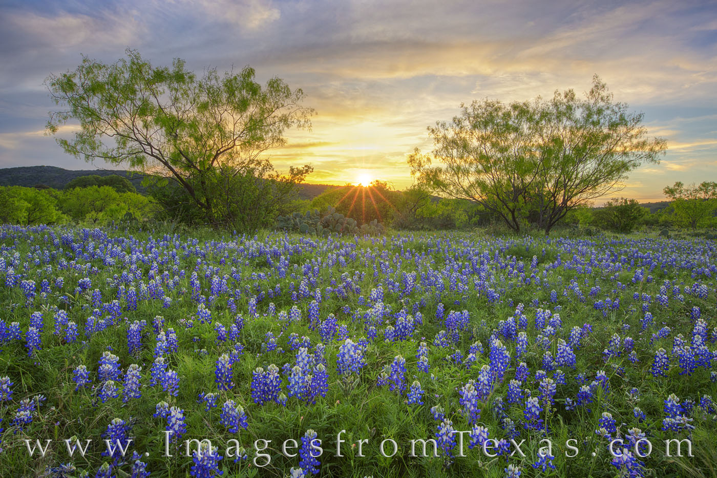 At the end of a full day of scouting and shooting bluebonnets in the Hill Country, I ended up at this small patch of Texas’...