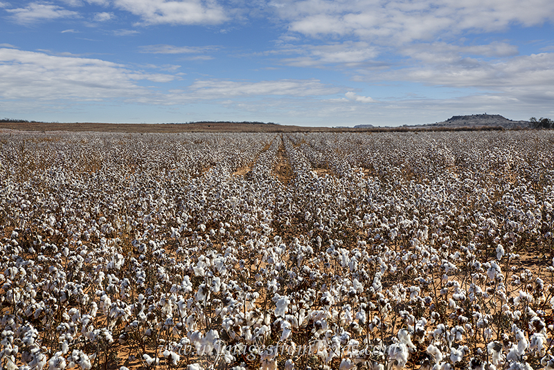 Along a dirt road in the Texas panhandle, a cotton field is ready for harvest. Blue skies and cold weather are here, and in a...