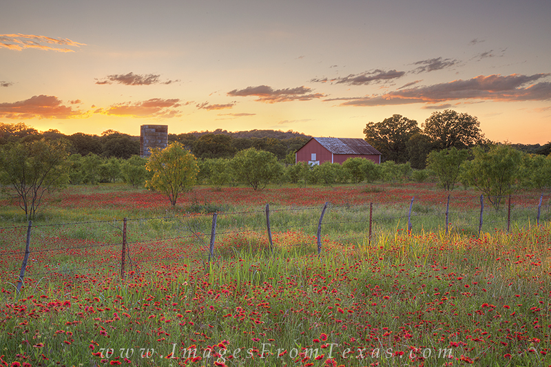The long light of sunset illuminates a small field of Texas Wildflowers, firewheels this time, with a red barn as a backdrop....