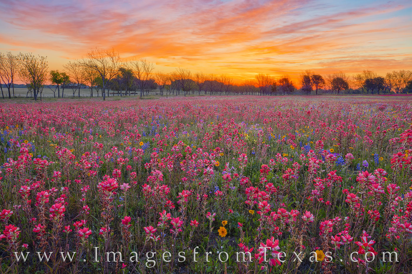 Indian Paintbrush painted this wildflower field red in the minutes before sunrise on a very cold April morning. Overhead, the...