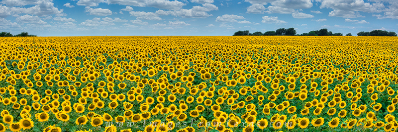 Sunflower stretched as far as the eye could see. I was amazed at my forunate discovery on an off-the-beaten path road. This panorama...
