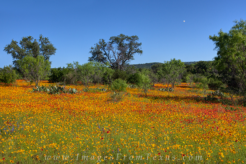 On a pleasant early May evening the Texas Hill Country, I'd set about to photograph the brilliant colors that were popping up...
