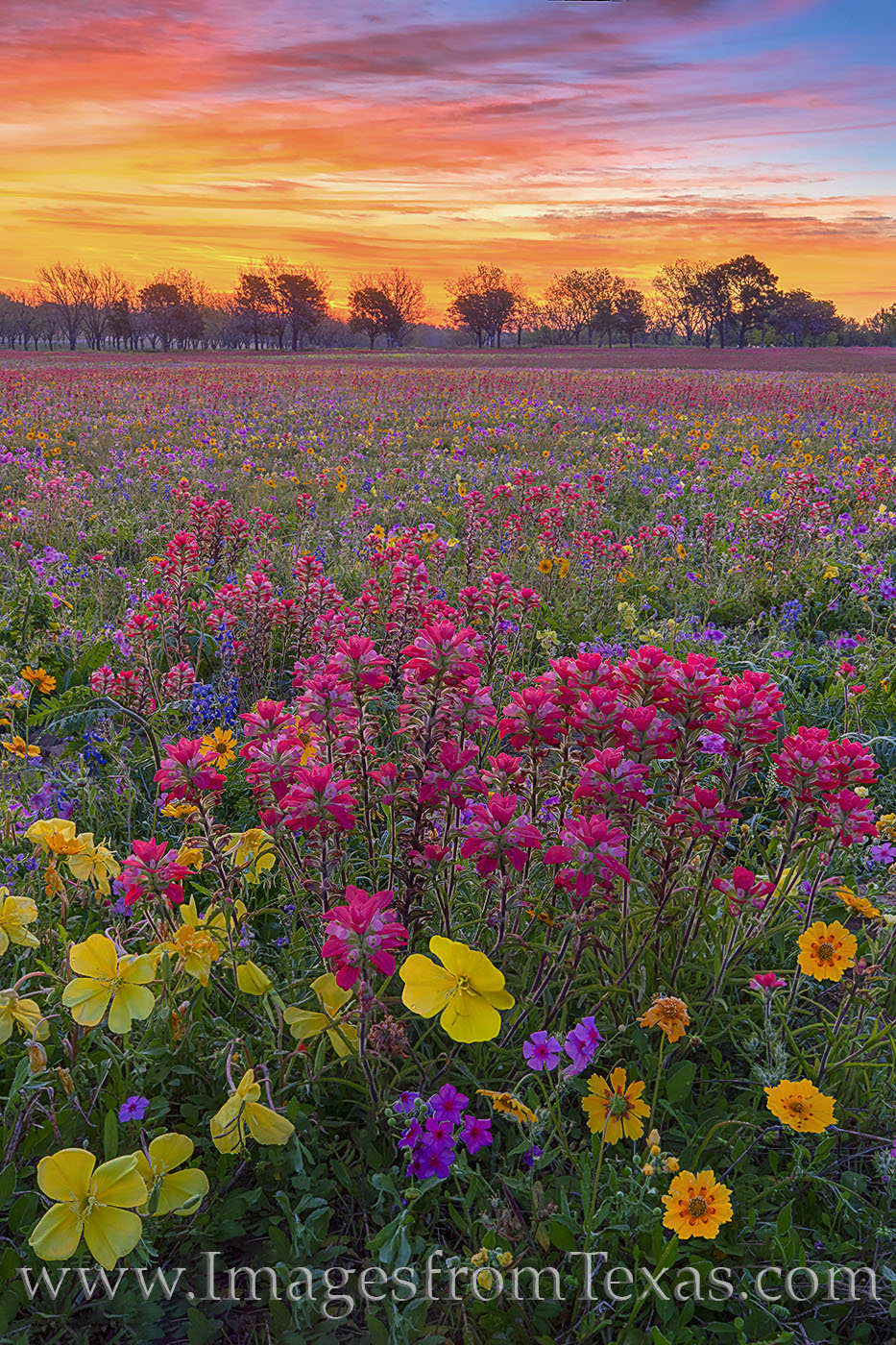 Indian Paintbrush and Missouri primrose add color to a beautiful sunrise in New Berlin, Texas. This rural community is only 30...