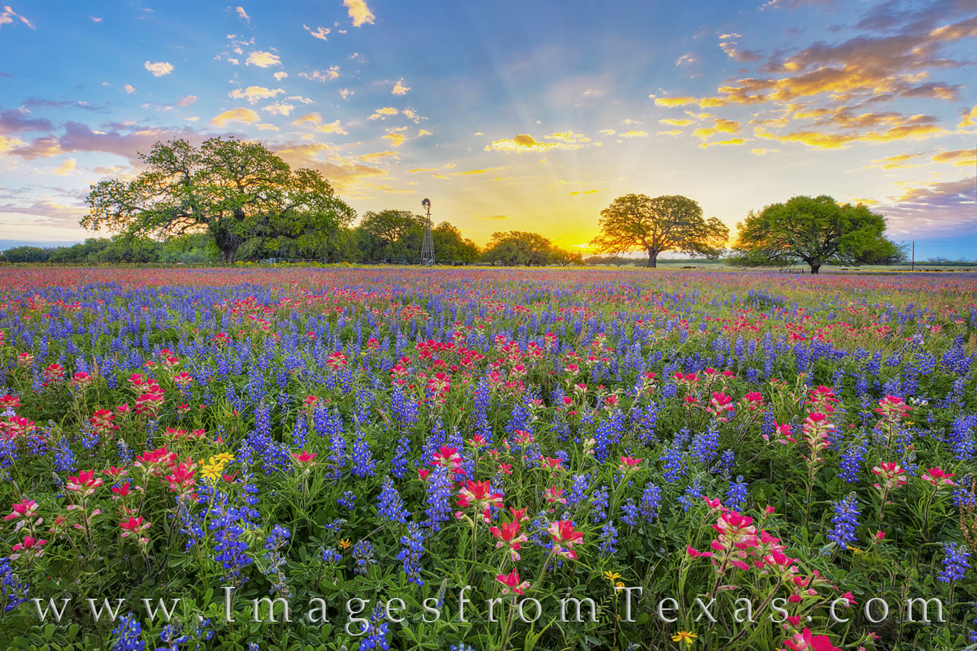 On a beautiful spring morning south of San Antonio, wildflowers or red and blue and gold fill a field as the sun’s first light...