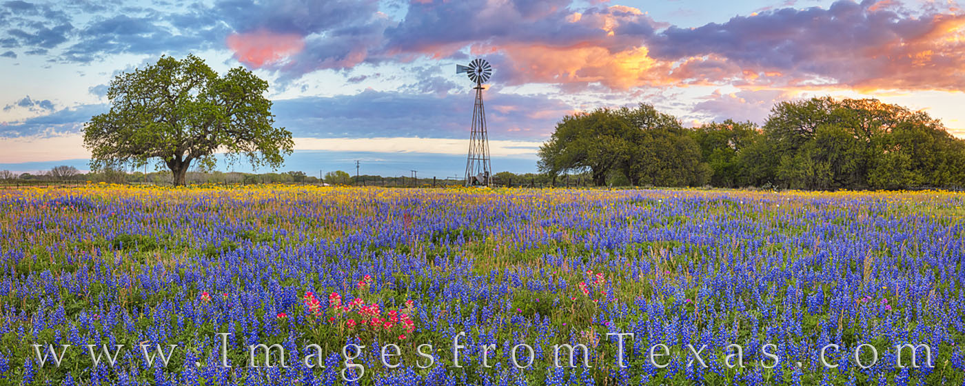 From Atoscosa County near Poteet, Texas, south of San Antonio, this panorama shows a field of colorful wildflowers at sunrise...