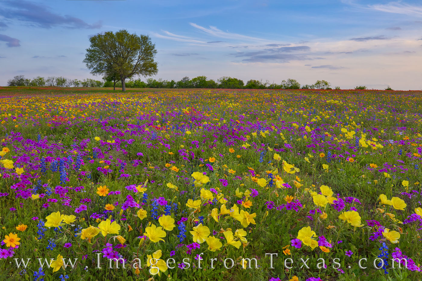 Texas wildflowers of gold, purple, blue, and red, fill a pasture east of San Antonio on a cool March evening. This spring explosion...