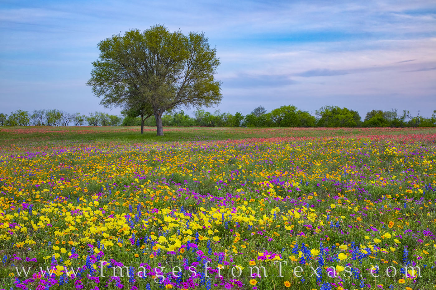 a field of yellow and purple (primrose and phlox) with orange tinted tickseed and coreopsis seems to glow in the late afternoon...
