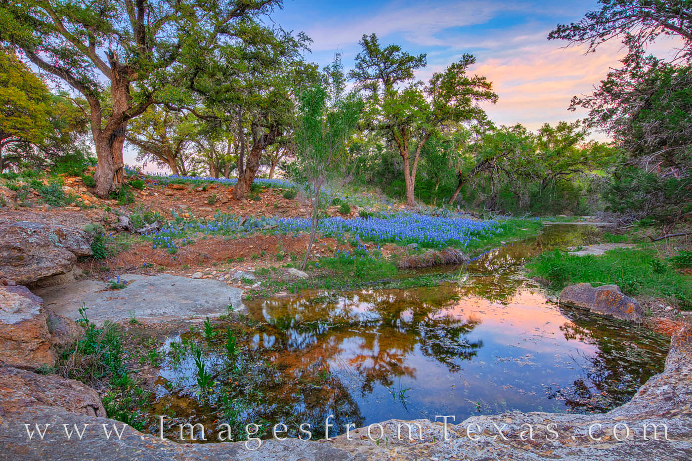 A ways down a dirt road, this little gem of bluebonnets is not often seen by most folks while wildflower hunting in the Texas hill country. 