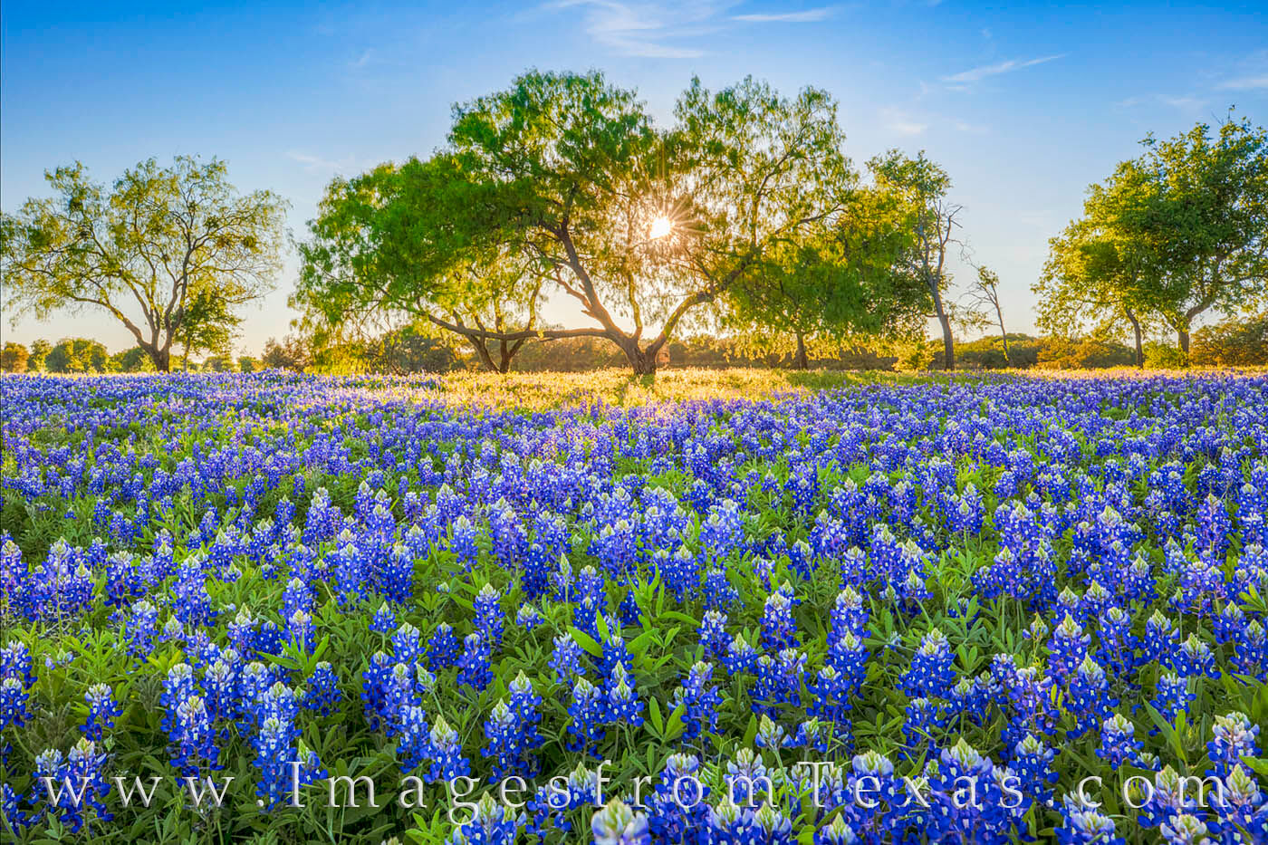Sunlight sneaks through the leaves of this old tree and gives last light to this amazing field of spring bluebonnets in the Texas...