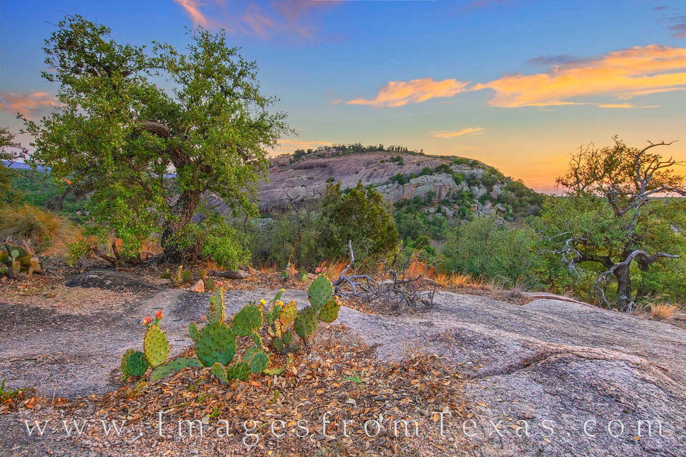 Prickly Pear cacti blooms on Buzzard's Roost, a small granite uplift in Enchanted Rock State Natural Area.