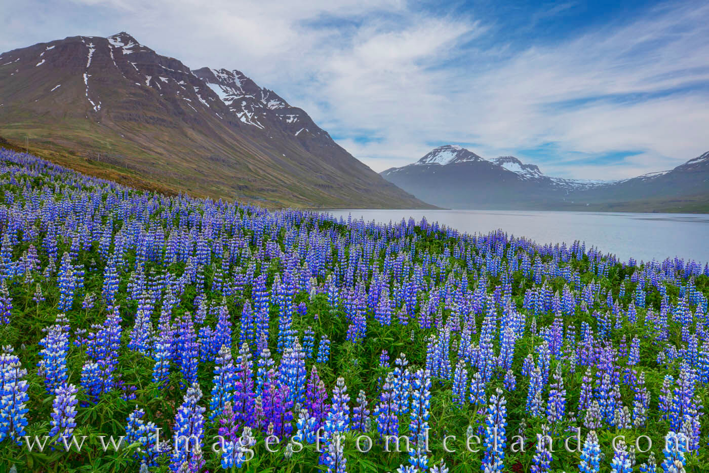 Lupine in the late afternoon show off their blue colors along the slopes of the fjord near Seydisfjördur in east Iceland.