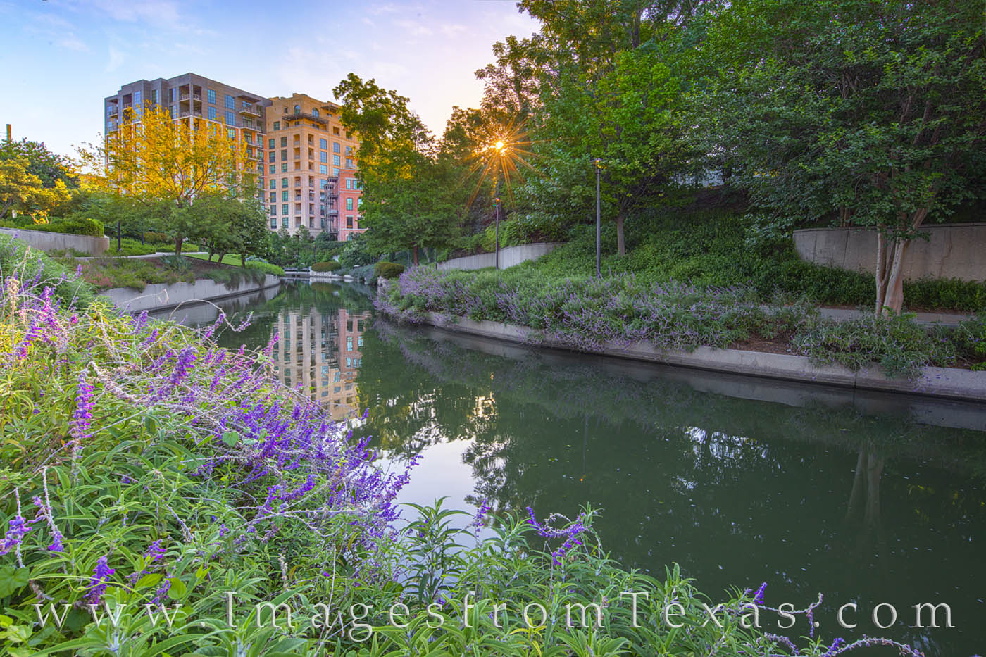 Purple flowers grow along the walking path of the San Antonio River near the Pearl District at sunrise.