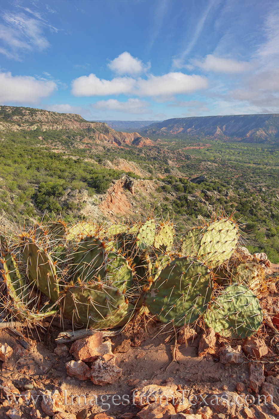 Prickly Pear grow along the edge of the Rock Garden hiking trail in Palo Duro Canyon State Park.