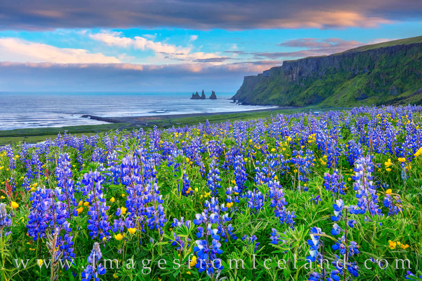 Just above the village of Vik, Iceland, lupine fill the slopes on a cool June afternoon.