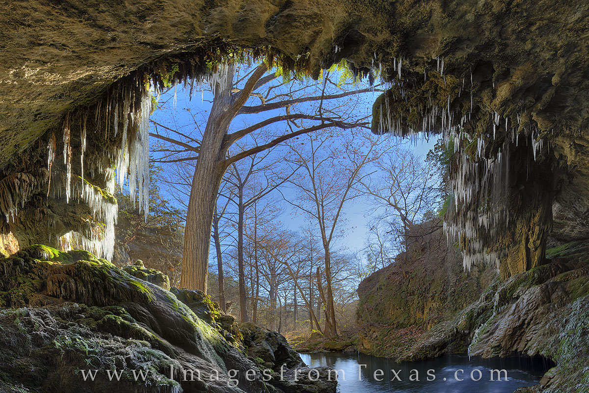 Freezing temperatures in the Texas Hill Country mean icicles at Westcave Preserve’s grotto. I received a call the previous...