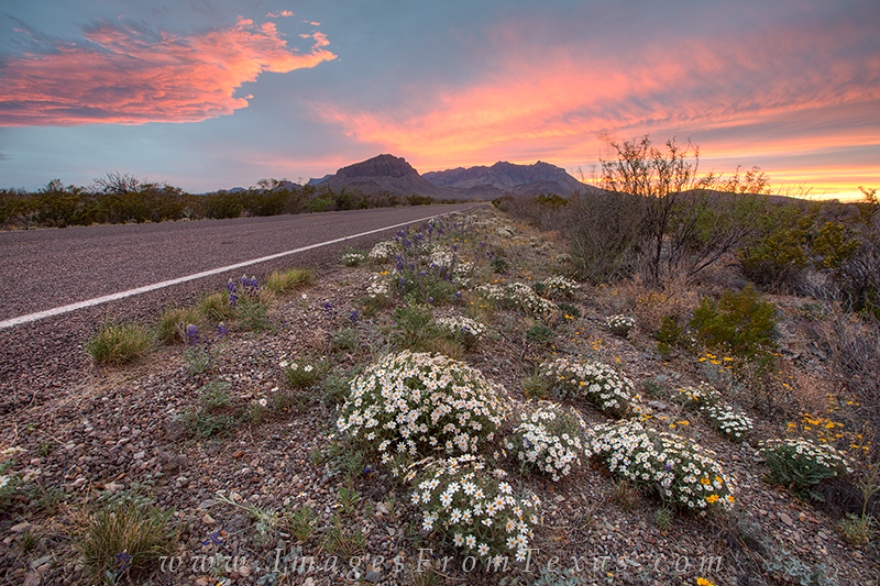 Wildflowers line the roadsides in Big Bend National Park. This photo of the west Texas landscape blackfoot daisies as the road...