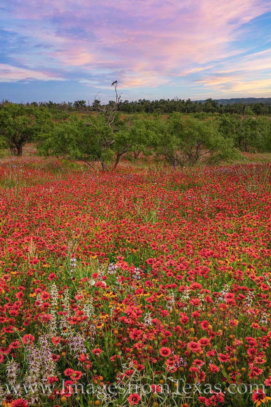 Red wildflowers fill a landscape in the Texas Hill Country in Spring.
