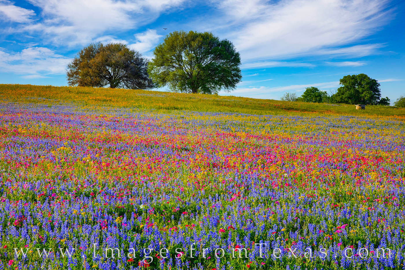A field of blue, red, and gold wildflowers brighten up a cool spring day in Washington County about an hour east of Austin.