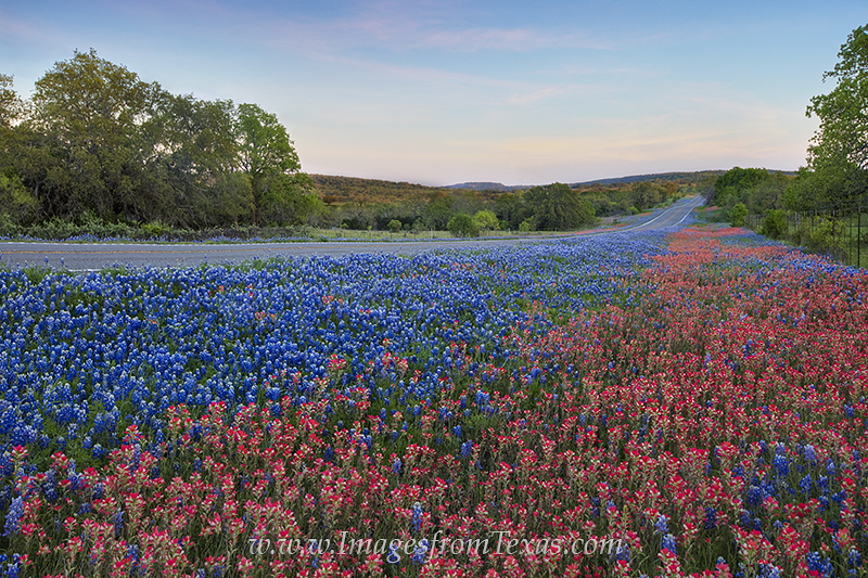 Along Highway 16 in Gillispie County, bluebonnets and paintbrush fill in the roadsides in late March. Texas wildflowers were...