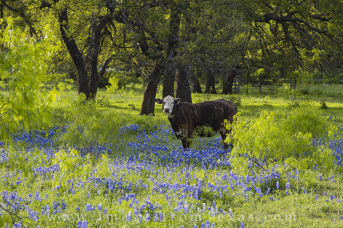 In the bright light of an early afternoon, a lone cow looks at me looking at him while he stands in a small patch of bluebonnets...